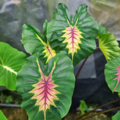 Colocasia Light Pillar Rare Indoor Live Plant