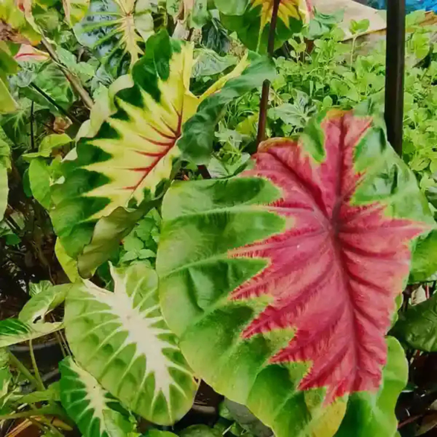 Colocasia Light Pillar Rare Indoor Live Plant