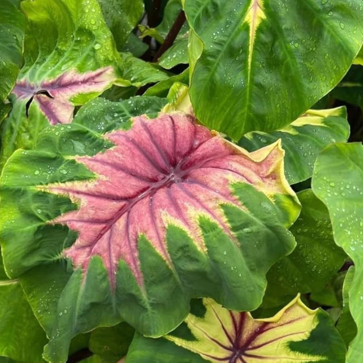 Colocasia Light Pillar Rare Indoor Live Plant