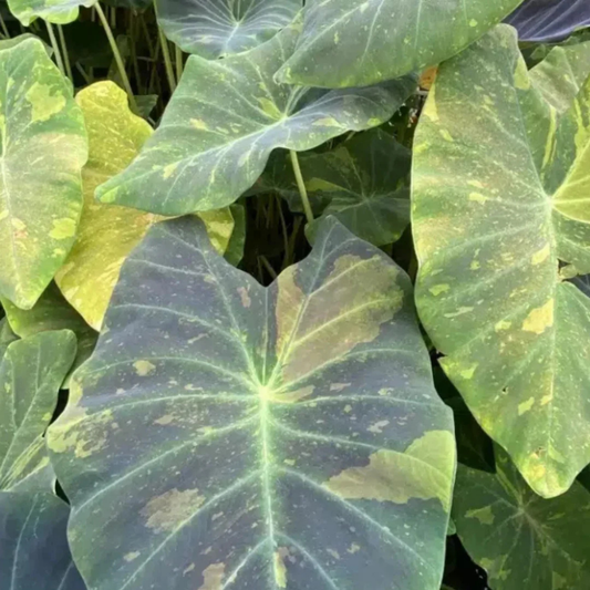 Colocasia Midnight Rare Live Plant