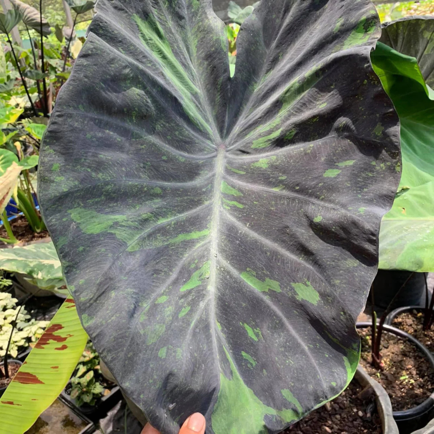 Colocasia Midnight Rare Live Plant