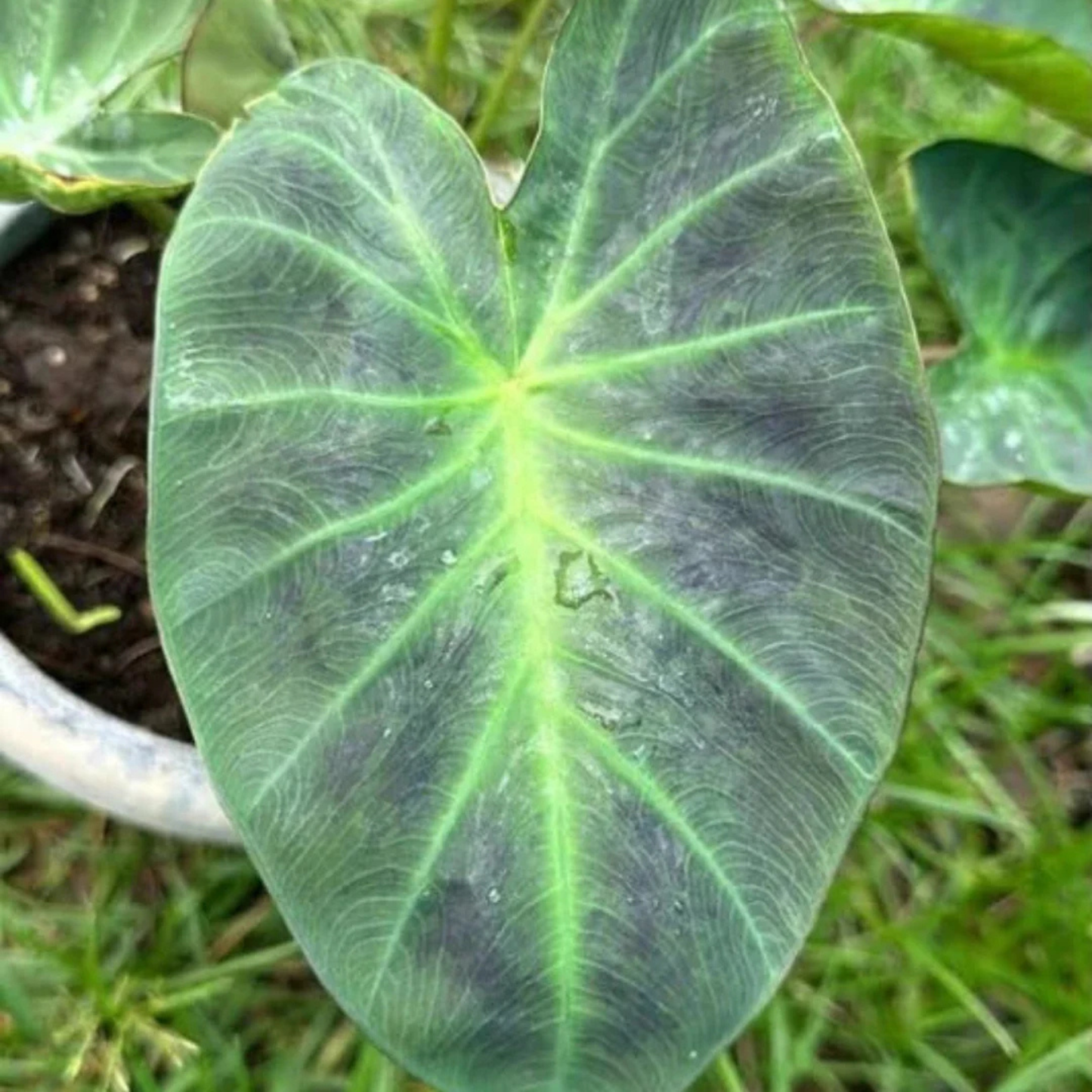 Colocasia 'Aloha' Rare Live Plant