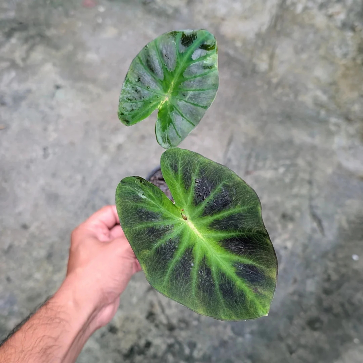 Colocasia 'Aloha' Rare Live Plant