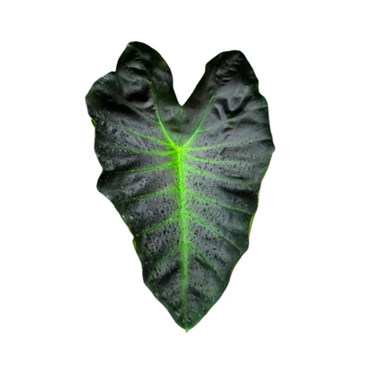 Colocasia 'Aloha' Rare Live Plant