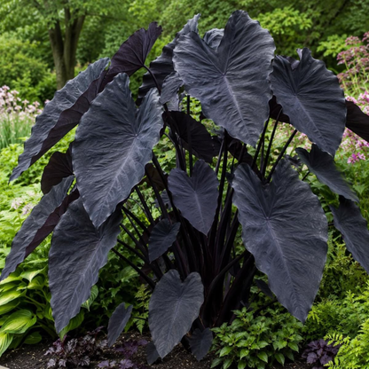 Colocasia 'Black Magic' Rare Live Plant