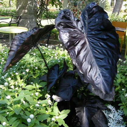 Colocasia 'Black Magic' Rare Live Plant
