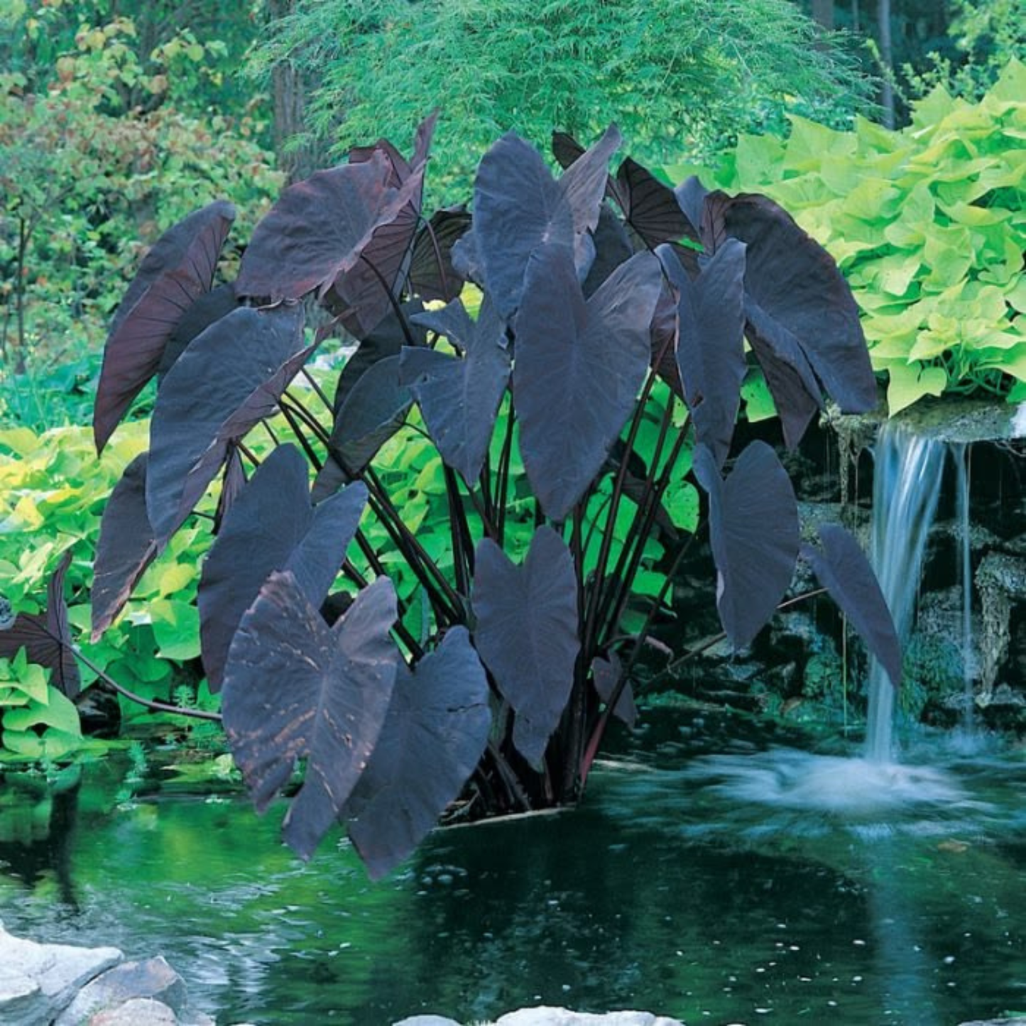 Colocasia 'Black Magic' Rare Live Plant