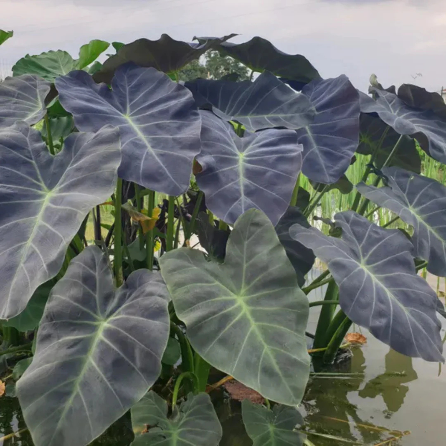 Colocasia 'Coal Miner' Rare Live Plant