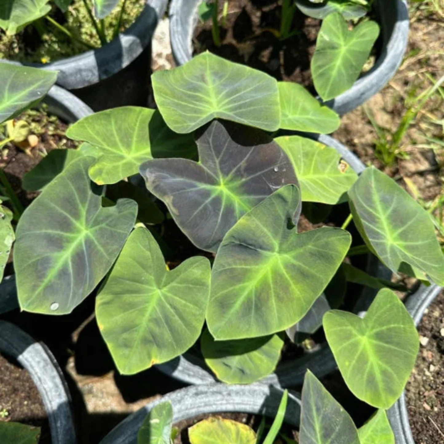 Colocasia 'Coal Miner' Rare Live Plant