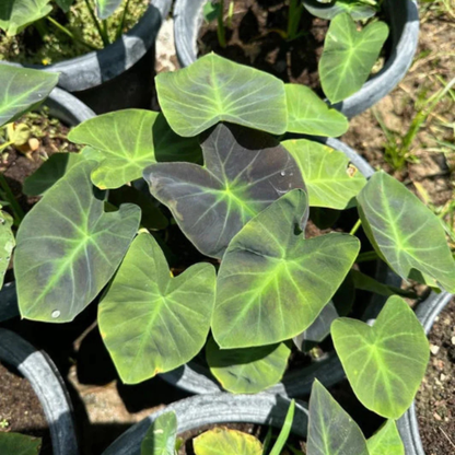 Colocasia 'Coal Miner' Rare Live Plant