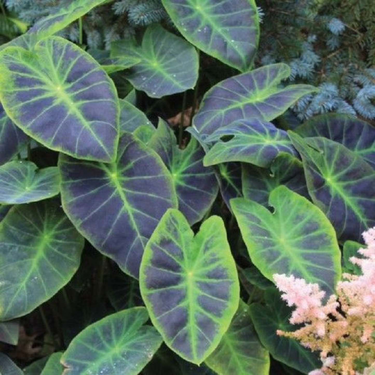 Colocasia 'Coal Miner' Rare Live Plant
