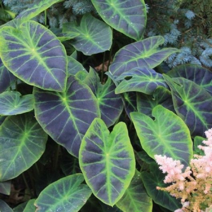 Colocasia 'Coal Miner' Rare Live Plant