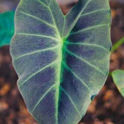 Colocasia 'Coal Miner' Rare Live Plant