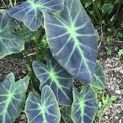 Colocasia 'Coal Miner' Rare Live Plant