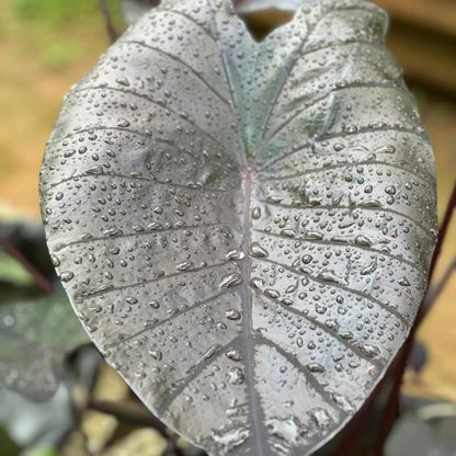 Colocasia 'Diamond Head' Rare Indoor Live Plant