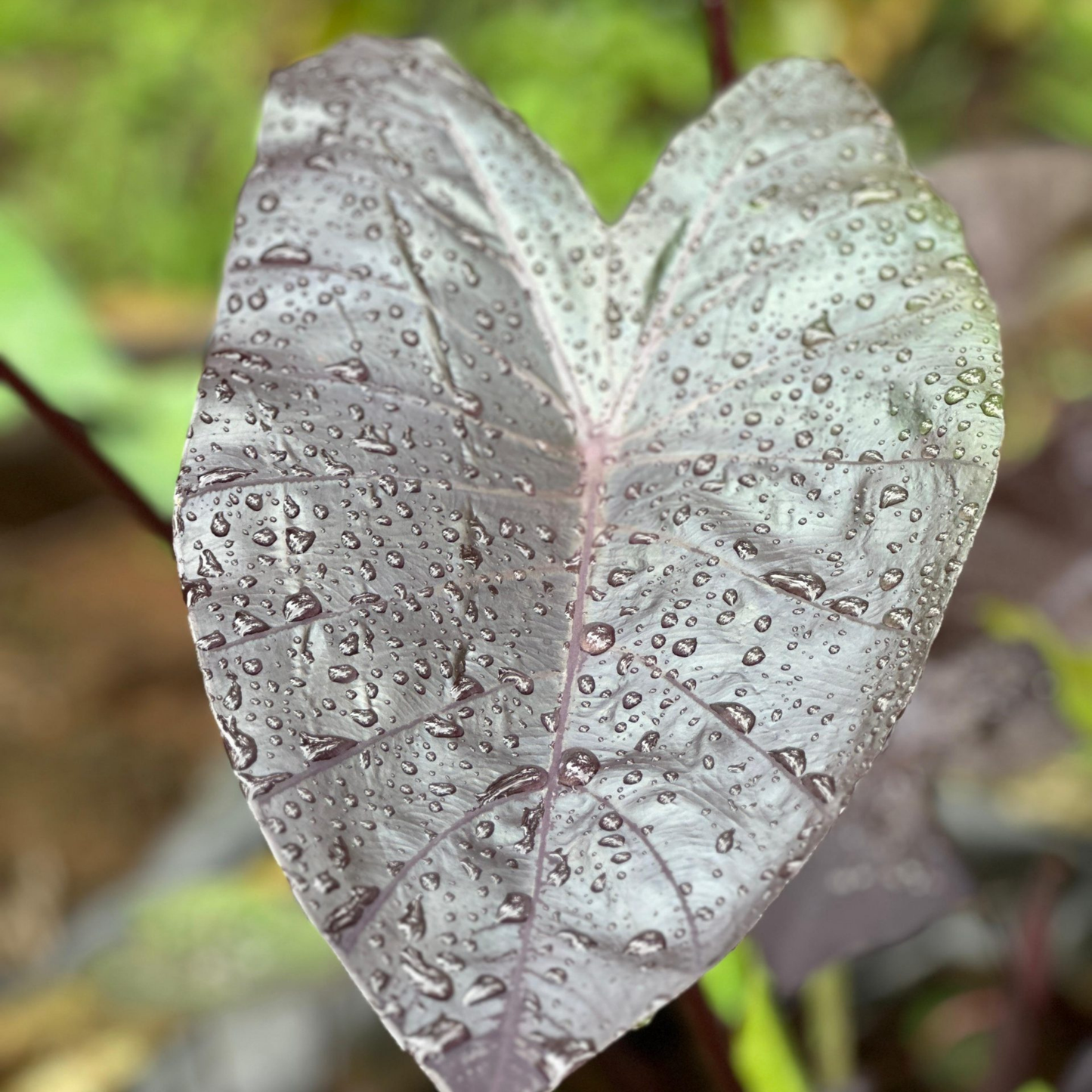 Colocasia 'Diamond Head' Rare Indoor Live Plant