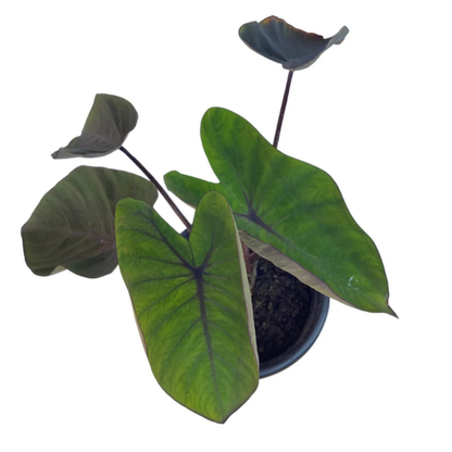 Colocasia 'Diamond Head' Rare Indoor Live Plant