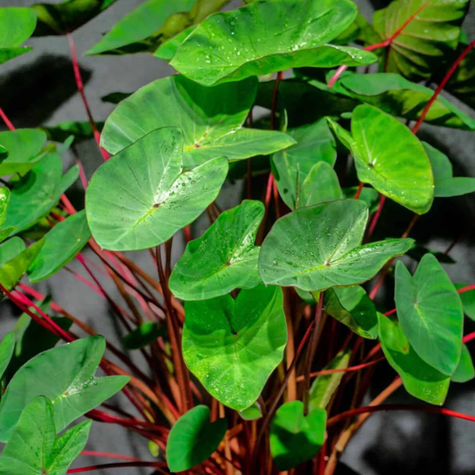 Colocasia 'Hawaii Punch' Rare Indoor Live Plant