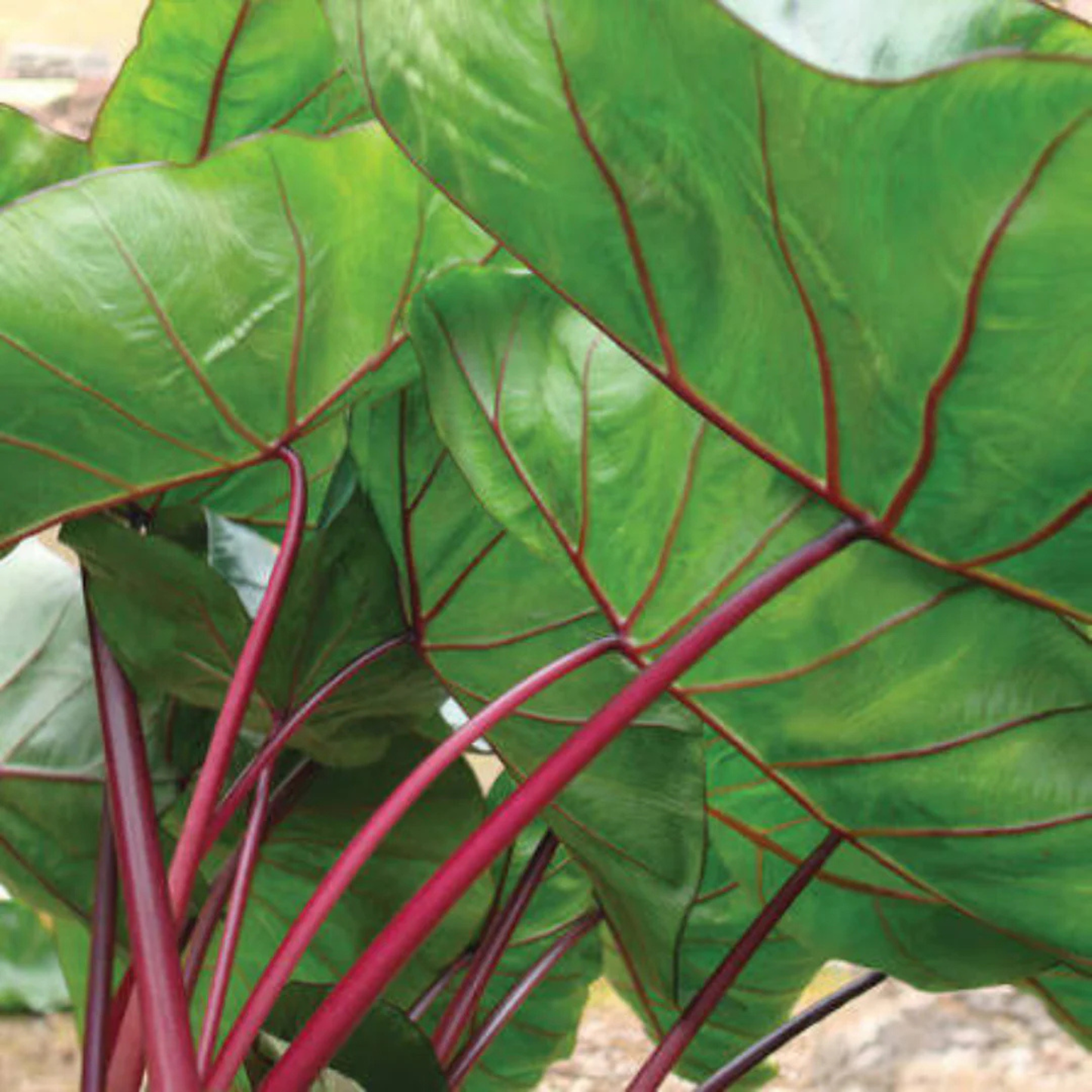 Colocasia 'Hawaii Punch' Rare Indoor Live Plant