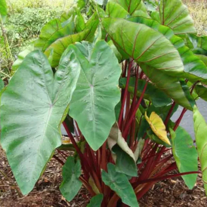 Colocasia 'Hawaii Punch' Rare Indoor Live Plant