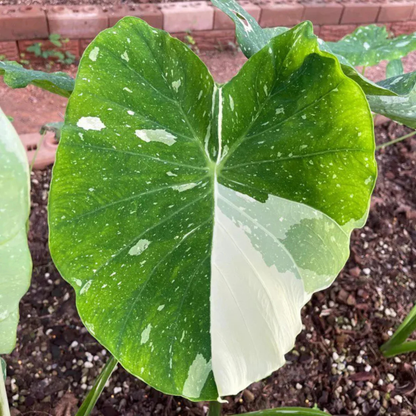 Colocasia 'Milky Way' Rare Live Plant