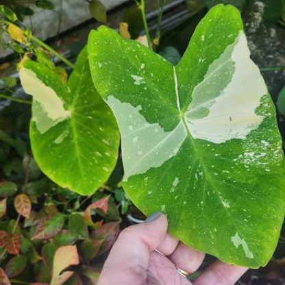 Colocasia 'Milky Way' Rare Live Plant