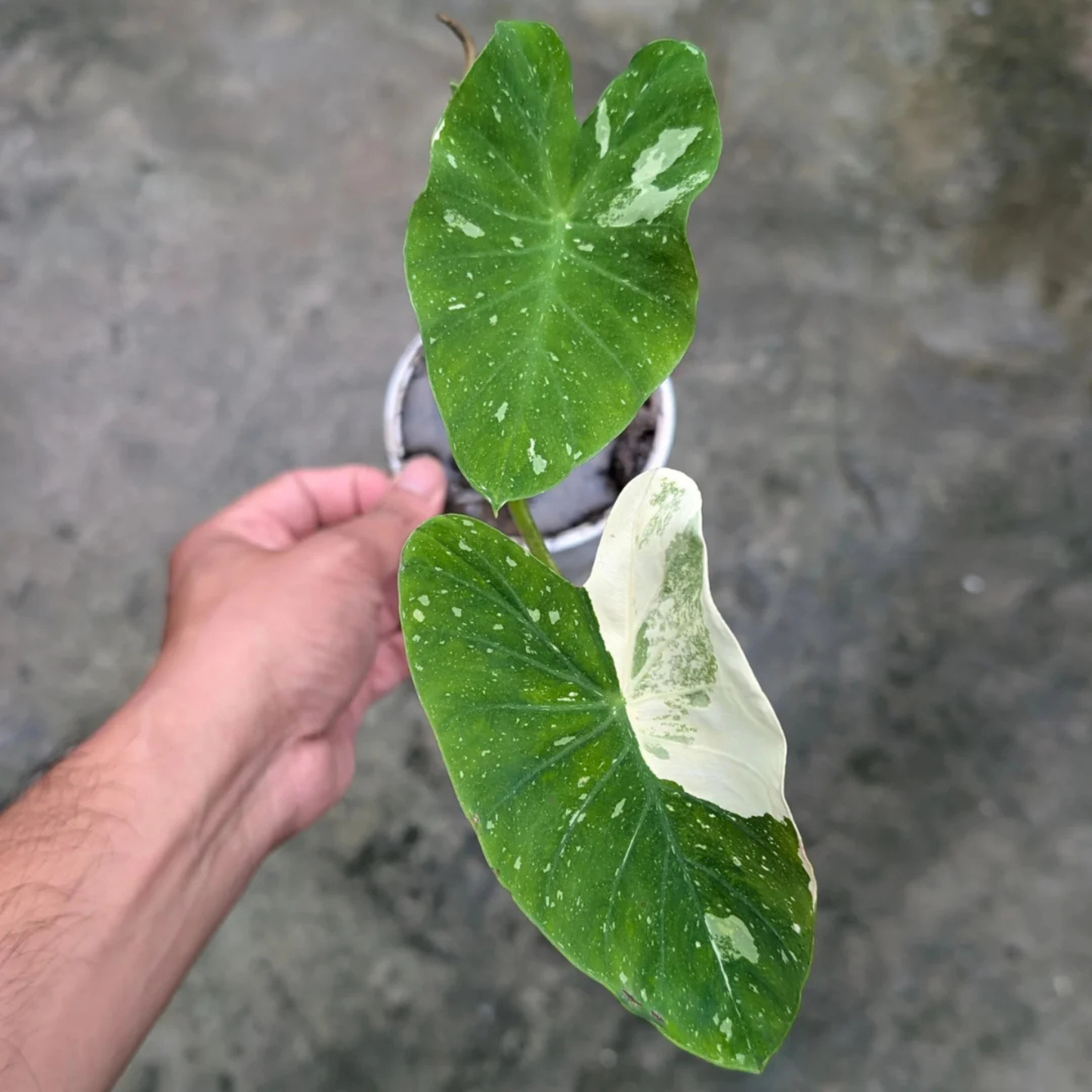 Colocasia 'Milky Way' Rare Live Plant