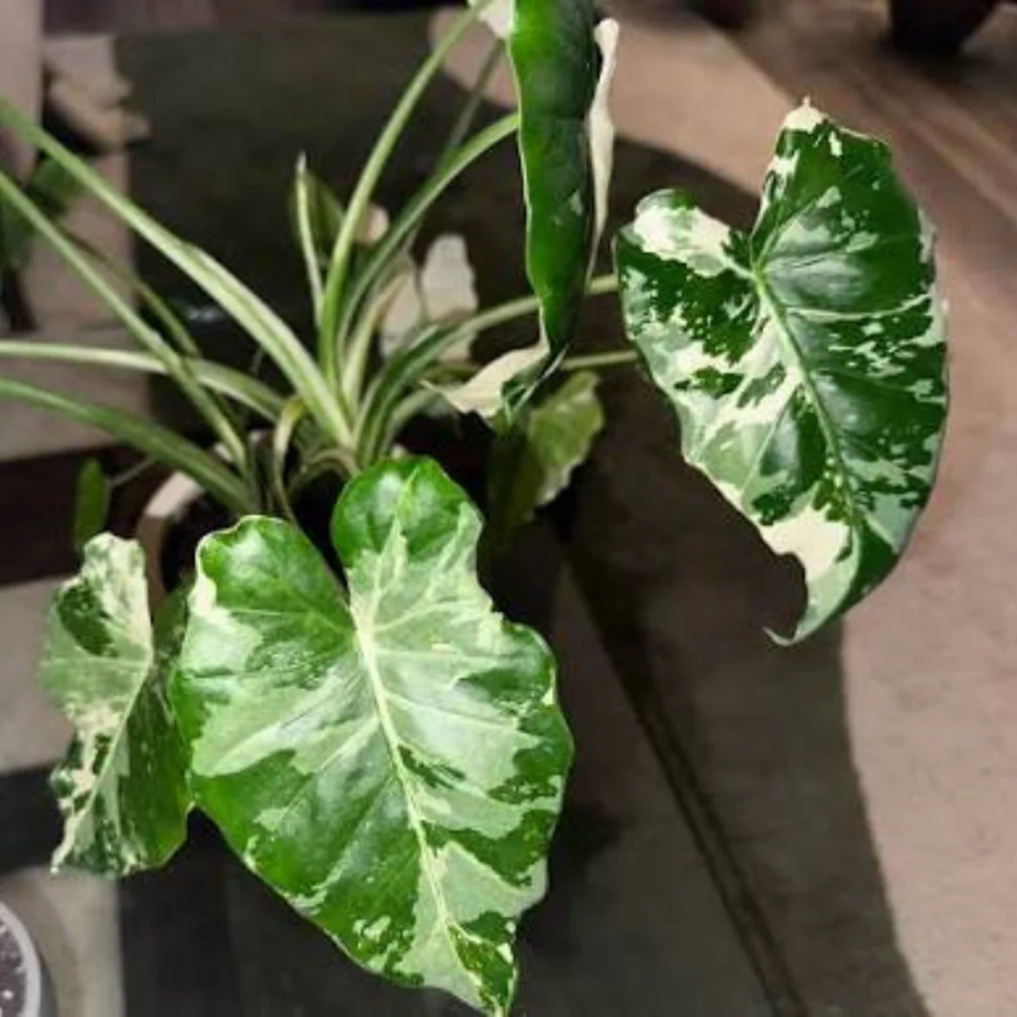 Colocasia 'Milky Way' Rare Live Plant
