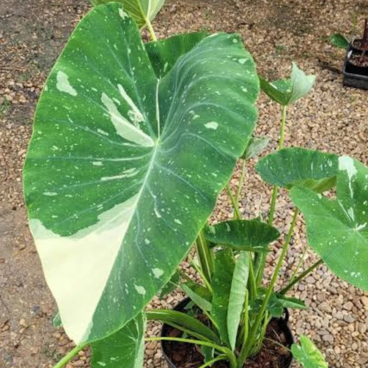 Colocasia 'Milky Way' Rare Live Plant