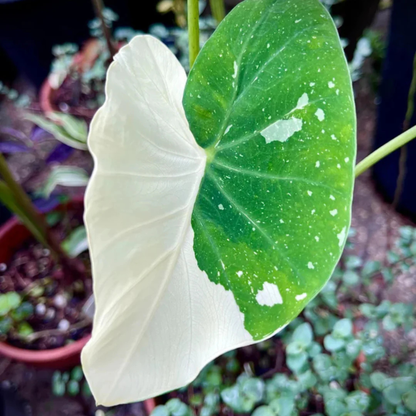Colocasia 'Milky Way' Rare Live Plant