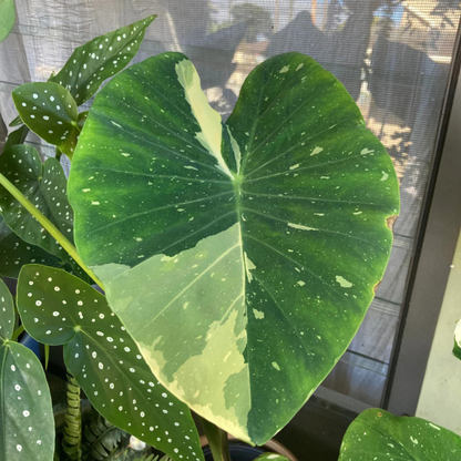 Colocasia 'Milky Way' Rare Live Plant