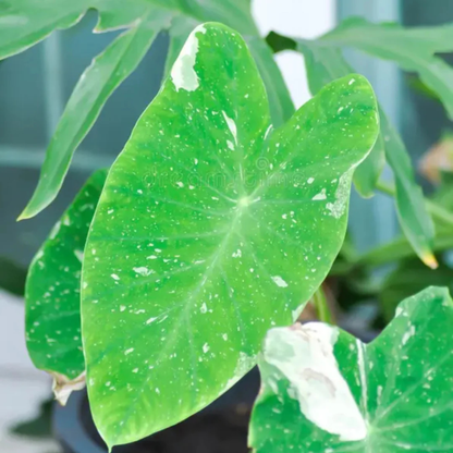 Colocasia 'Milky Way' Rare Live Plant