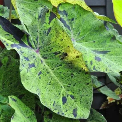 Colocasia 'Mojito' Rare Live Plant