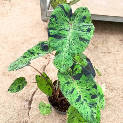 Colocasia 'Mojito' Rare Live Plant