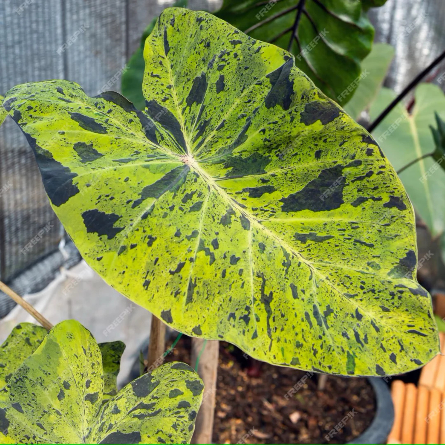 Colocasia 'Mojito' Rare Live Plant