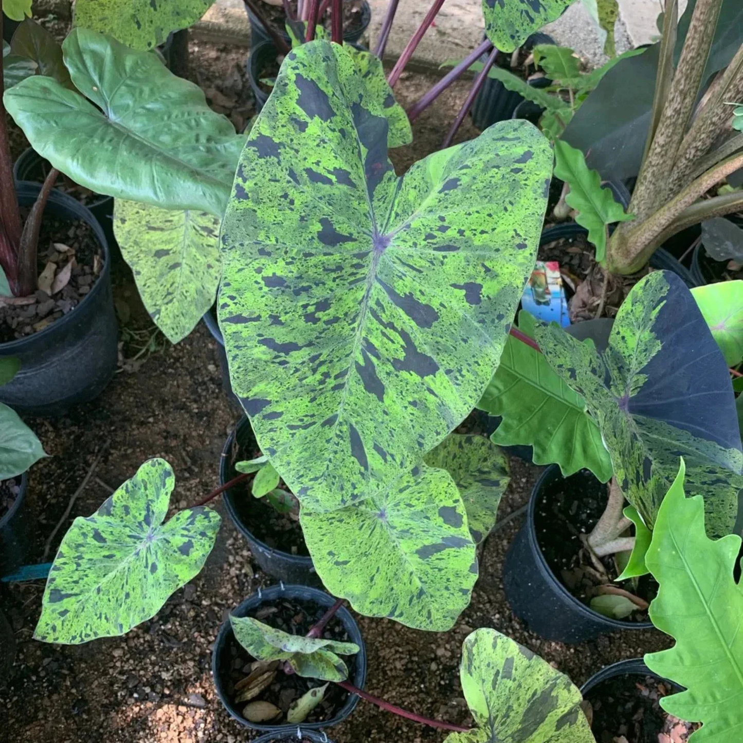 Colocasia 'Mojito' Rare Live Plant
