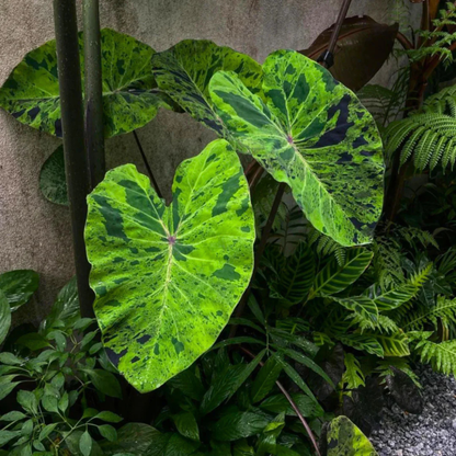 Colocasia 'Mojito' Rare Live Plant