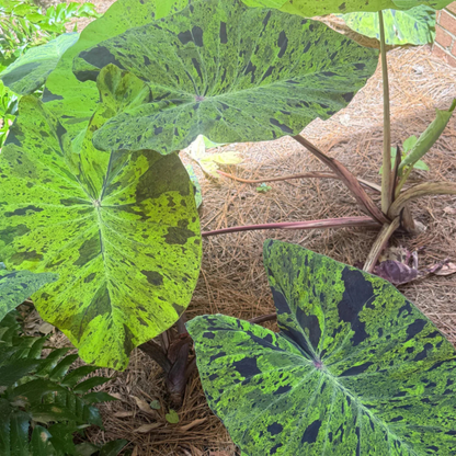 Colocasia 'Mojito' Rare Live Plant