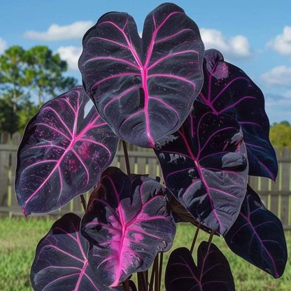 Colocasia ‘Violet Fantasy’ Rare Live Plant