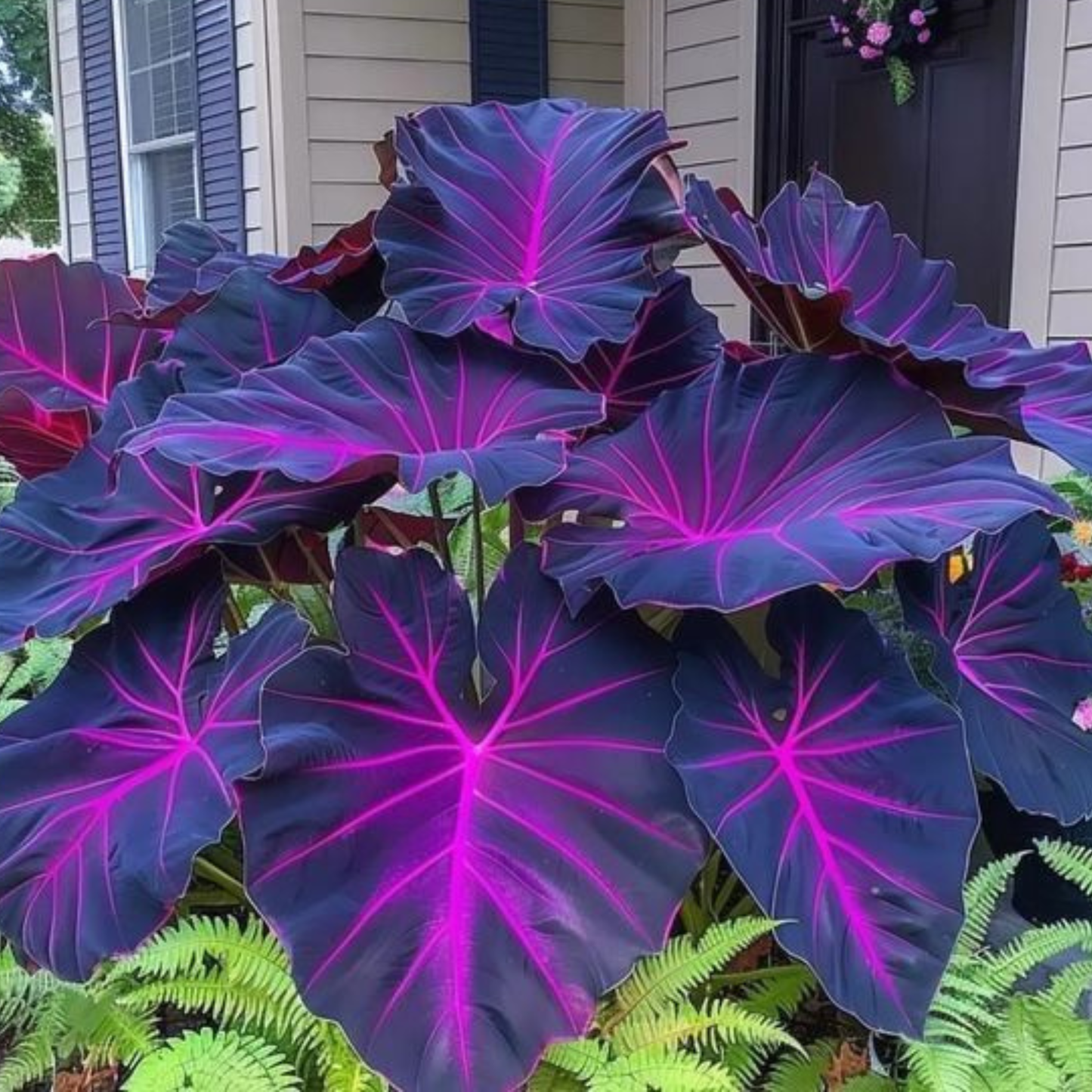 Colocasia ‘Violet Fantasy’ Rare Live Plant
