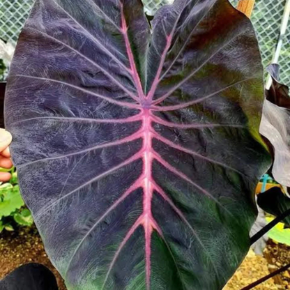 Colocasia ‘Violet Fantasy’ Rare Live Plant