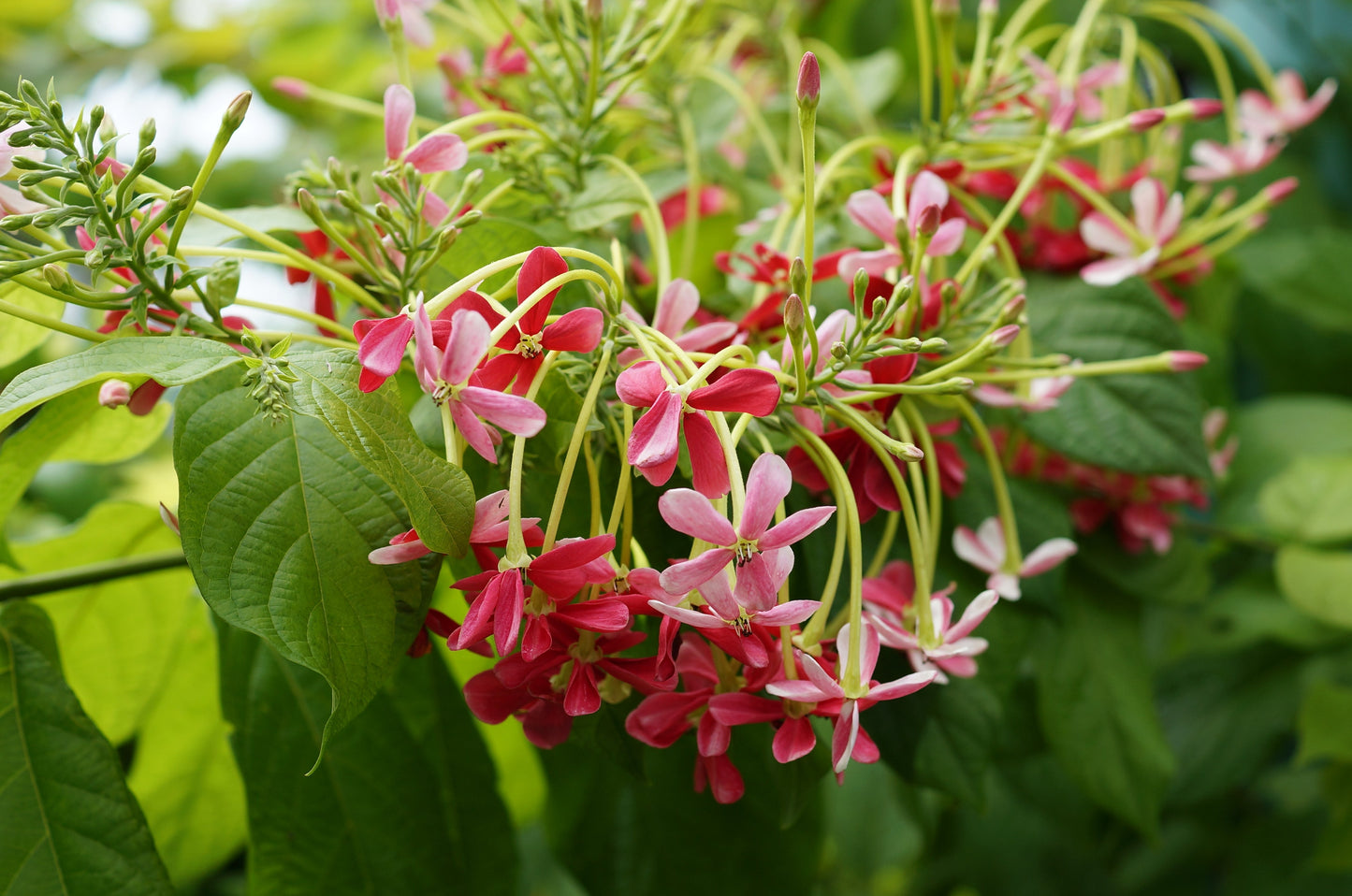 Bush Rangoon Dwarf Madhumalti (Combretum indicum) All Time Flowering Live Plant