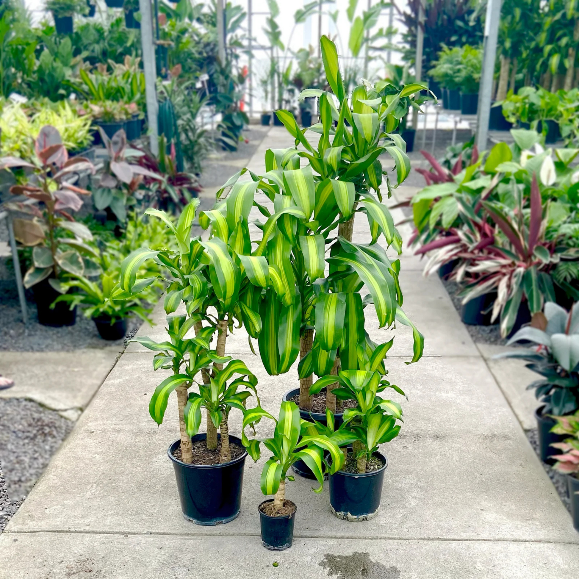 dracaena massangeana outdoors Corn Plant (Dracaena fragrans 'Massangeana') Indoor / Outdoor Live Pla – Bloomica