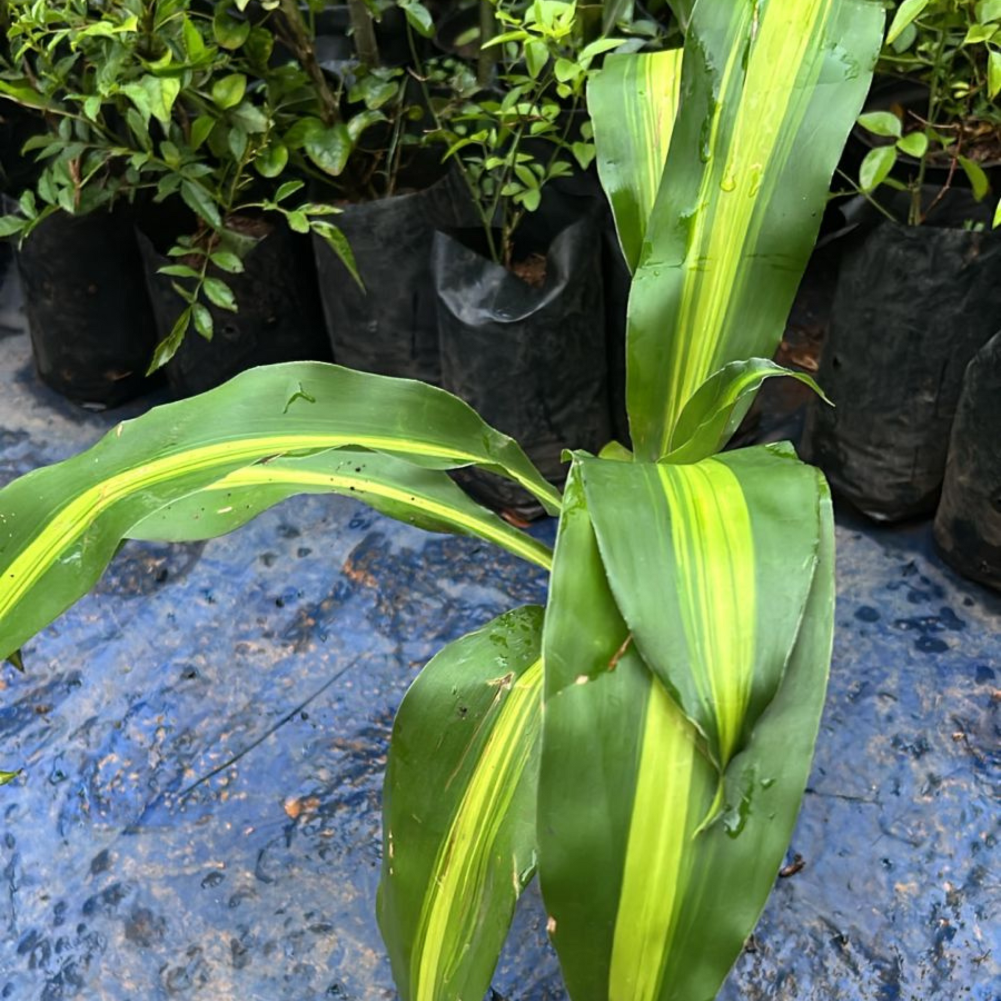 dracaena fragrans brown spots Corn Plant (Dracaena fragrans 'Massangeana') Indoor / Outdoor Live Pla – Bloomica