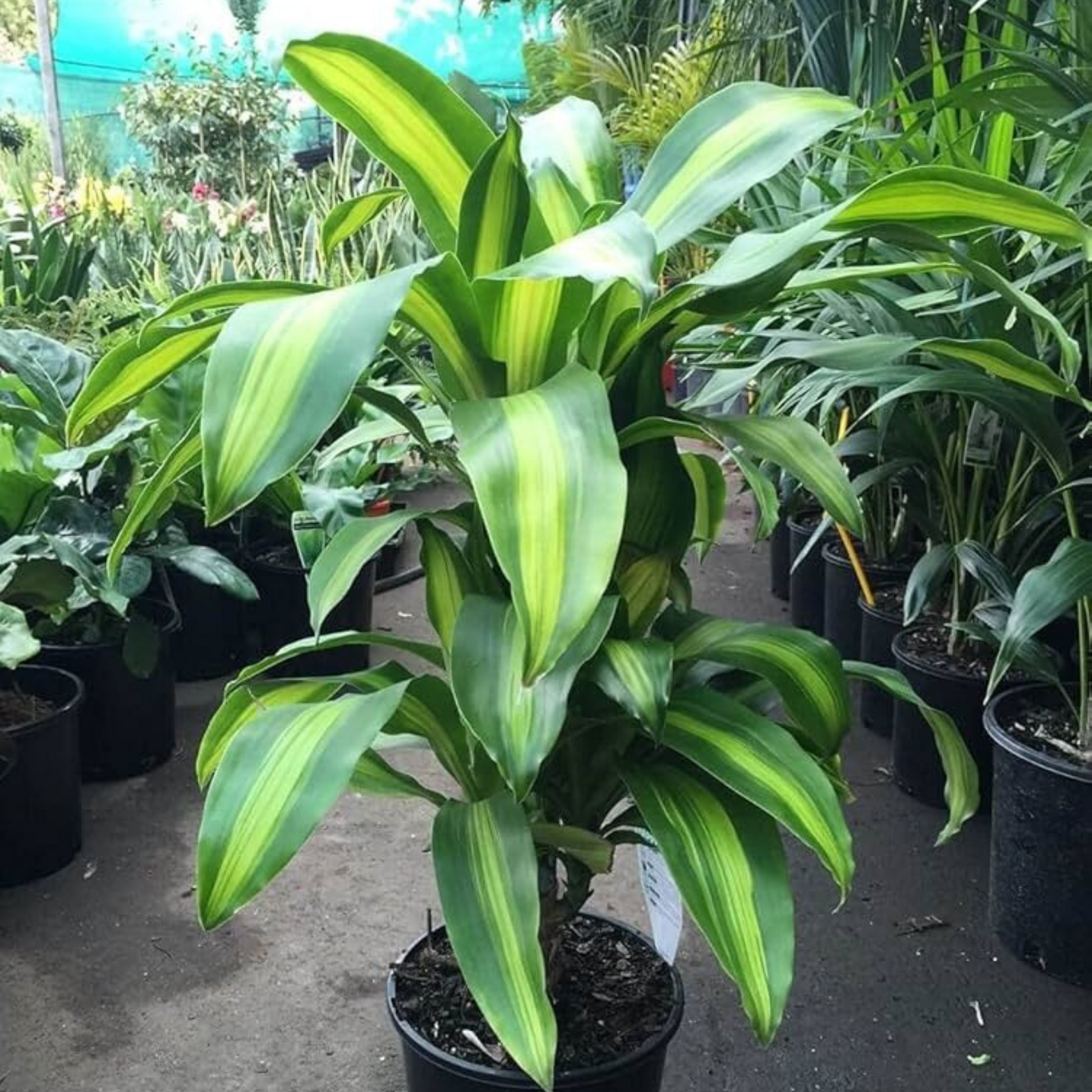 dracaena corn plant outdoors Corn Plant (Dracaena fragrans 'Massangeana') Indoor / Outdoor Live Pla – Bloomica
