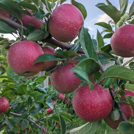 Cortland Apple Grafted Live Plant