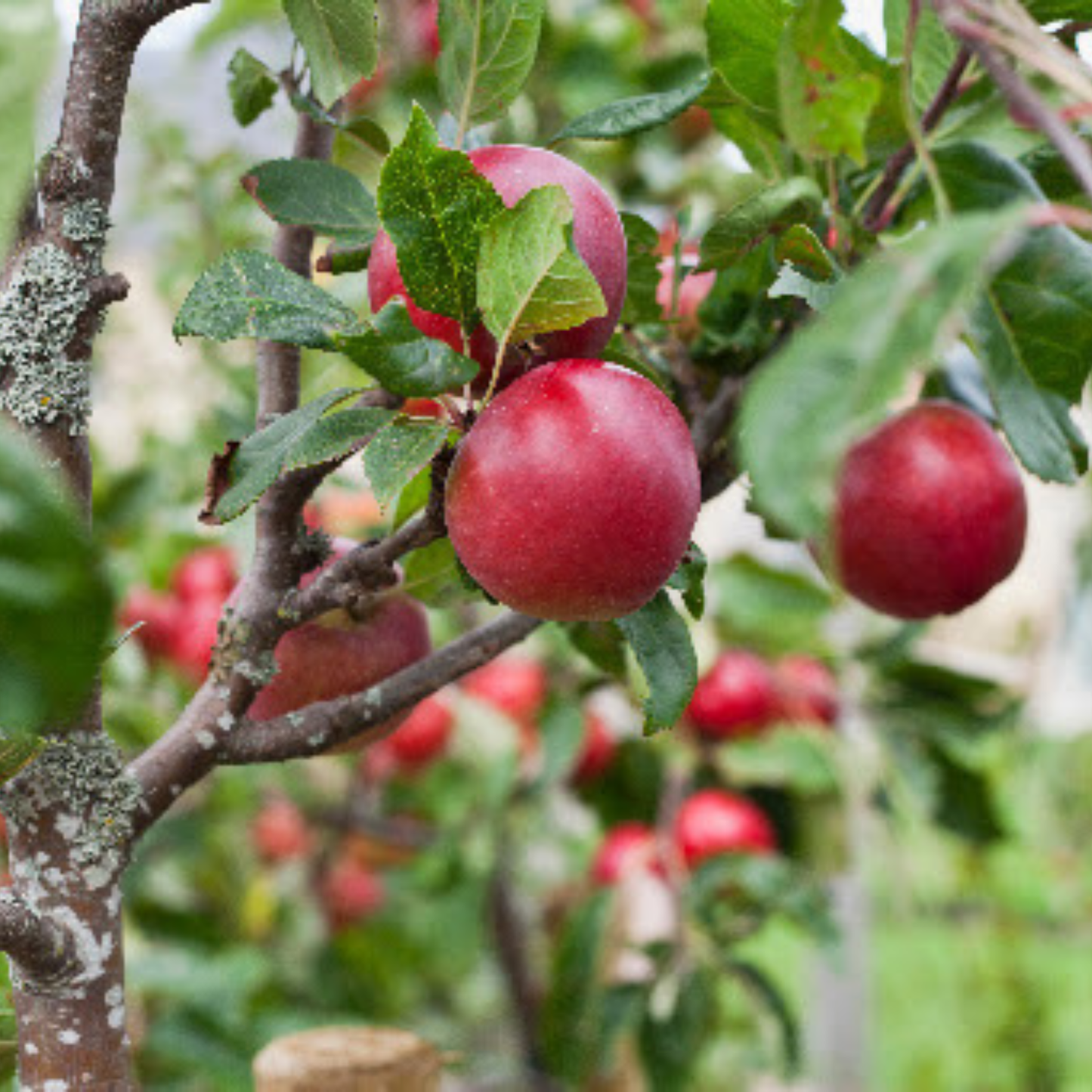 Cortland Apple Grafted Live Plant