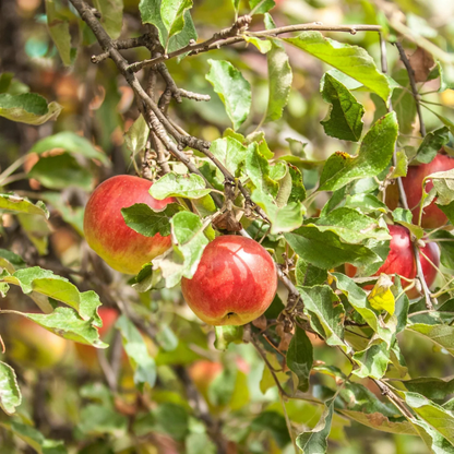 Cortland Apple Grafted Live Plant