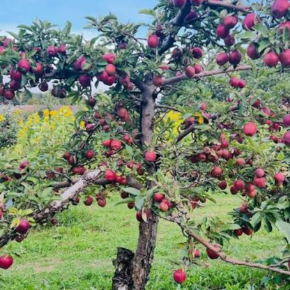 Cortland Apple Grafted Live Plant