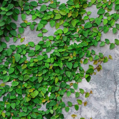 Creeping Fig (Ficus Pumila) Ornamental Live Plant